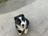 Freckles - Female, a female Australian Shepherd for sale in Albuquerque, NM – 1 of 4