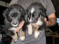 Dot— Female (Sire is full Timberline bloodlines) AKC, a female Australian Shepherd for sale in Albuquerque, NM – 5 of 9