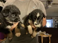 Piglet-Female Tri (Sire is full Timberline bloodlines)AKc, a female Australian Shepherd for sale in Albuquerque, NM – 4 of 10