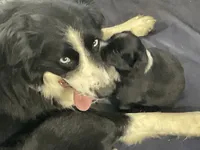 Piglet-Female Tri (Sire is full Timberline bloodlines)AKc, a female Australian Shepherd for sale in Albuquerque, NM – 10 of 10