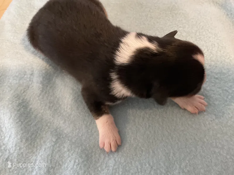 Sunshine  – Australian Shepherd puppy for sale in Albuquerque, NM