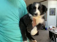Princess, a female Australian Shepherd for sale in Albuquerque, NM – 2 of 3