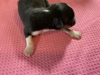 Piglet-Female Tri (Sire is full Timberline bloodlines)AKc, a female Australian Shepherd for sale in Albuquerque, NM – 7 of 10