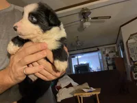 AKC Big John aka Big Boy Sire is full Timberline , a male Australian Shepherd for sale in Albuquerque, NM – 4 of 4