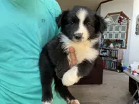 Princess, a female Australian Shepherd for sale in Albuquerque, NM – 3 of 3