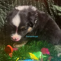 Angel, a female Australian Shepherd for sale in Albuquerque, NM – Photo 2 of 2