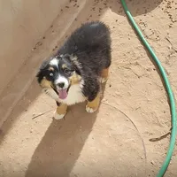 Angel, a female Australian Shepherd for sale in Albuquerque, NM – Photo 1 of 2