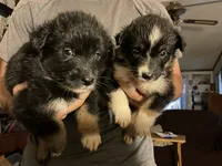 Dot— Female (Sire is full Timberline bloodlines) AKC, a female Australian Shepherd for sale in Albuquerque, NM – 3 of 9