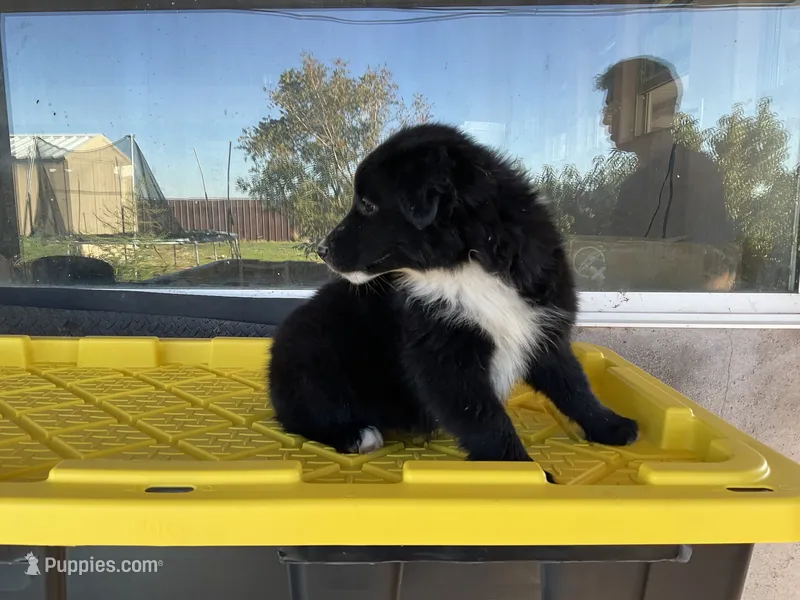 Dot— Female (Sire is full Timberline bloodlines) AKC – Australian Shepherd puppy for sale in Albuquerque, NM