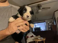 AKC Big John aka Big Boy Sire is full Timberline , a male Australian Shepherd for sale in Albuquerque, NM – 2 of 4