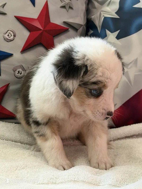 Blue Eyed Blue Merle Girl  – Toy Australian Shepherd, Miniature American Shepherd puppy for sale in Southwest Ranches, FL