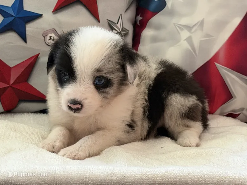 Aspen – Toy Australian Shepherd, Miniature American Shepherd puppy for sale in Southwest Ranches, FL