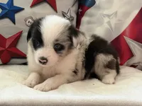 Blue Eyed Blue Merle Male, a male Toy Australian Shepherd and Miniature American Shepherd for sale in Southwest Ranches, FL – 1 of 9