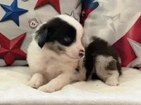 Blue Eyed Blue Merle Male, a male Toy Australian Shepherd and Miniature American Shepherd for sale in Southwest Ranches, FL – 3 of 9