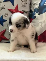 Blue Eyed Blue Merle Male, a male Toy Australian Shepherd and Miniature American Shepherd for sale in Southwest Ranches, FL – 6 of 9