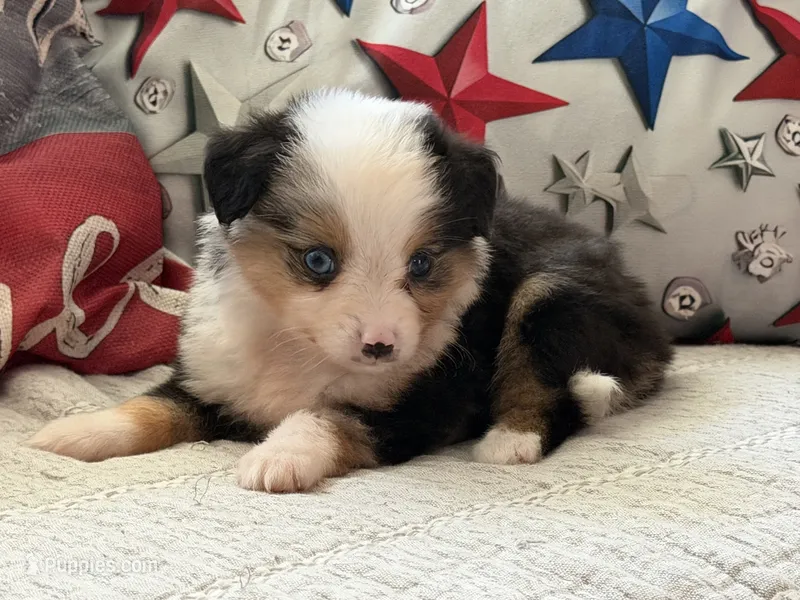 Tanaka  – Toy Australian Shepherd, Miniature American Shepherd puppy for sale in Southwest Ranches, FL