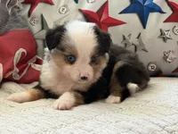 Tanaka , a male Toy Australian Shepherd and Miniature American Shepherd for sale in Southwest Ranches, FL – 1 of 6