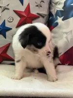 Blue Eyed Blue Merle Male, a male Toy Australian Shepherd and Miniature American Shepherd for sale in Southwest Ranches, FL – 4 of 9