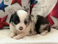 Blue Eyed Blue Merle Male, a male Toy Australian Shepherd and Miniature American Shepherd for sale in Southwest Ranches, FL – 2 of 9