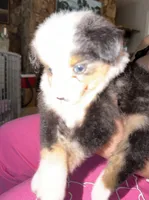 Tanaka , a male Toy Australian Shepherd and Miniature American Shepherd for sale in Southwest Ranches, FL – 3 of 6