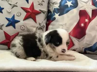 Blue Eyed Blue Merle Male, a male Toy Australian Shepherd and Miniature American Shepherd for sale in Southwest Ranches, FL – 9 of 9