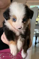 Tanaka , a male Toy Australian Shepherd and Miniature American Shepherd for sale in Southwest Ranches, FL – 4 of 6