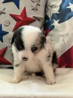 Blue Eyed Blue Merle Male, a male Toy Australian Shepherd and Miniature American Shepherd for sale in Southwest Ranches, FL – 5 of 9