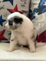 Blue Eyed Blue Merle Male, a male Toy Australian Shepherd and Miniature American Shepherd for sale in Southwest Ranches, FL – 7 of 9