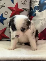 Blue Eyed Blue Merle Male, a male Toy Australian Shepherd and Miniature American Shepherd for sale in Southwest Ranches, FL – 8 of 9