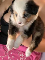Tanaka , a male Toy Australian Shepherd and Miniature American Shepherd for sale in Southwest Ranches, FL – 6 of 6