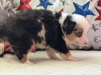 Tanaka , a male Toy Australian Shepherd and Miniature American Shepherd for sale in Southwest Ranches, FL – 5 of 6
