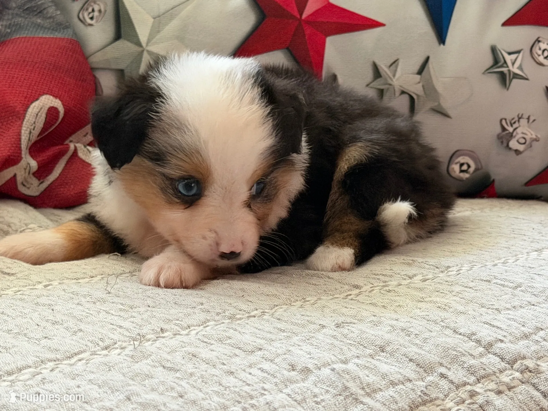 Tanaka , a male Toy Australian Shepherd and Miniature American Shepherd for sale in Southwest Ranches, FL – 2 of 6