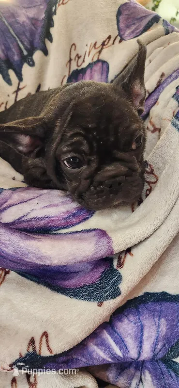 Titus  – French Bulldog puppy for sale in Townsend, MT