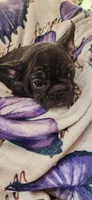 Titus , a male French Bulldog for sale in Townsend, MT – Photo 1 of 4