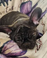 Titus , a male French Bulldog for sale in Townsend, MT – Photo 4 of 4