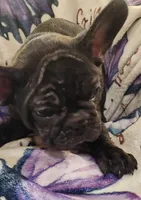 Titus , a male French Bulldog for sale in Townsend, MT – Photo 3 of 4