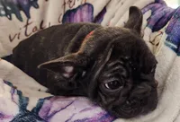 Titus , a male French Bulldog for sale in Townsend, MT – Photo 2 of 4