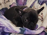 Piper, a female French Bulldog for sale in Townsend, MT – Photo 4 of 5