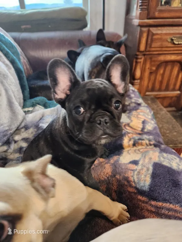 Piper – French Bulldog puppy for sale in Townsend, MT