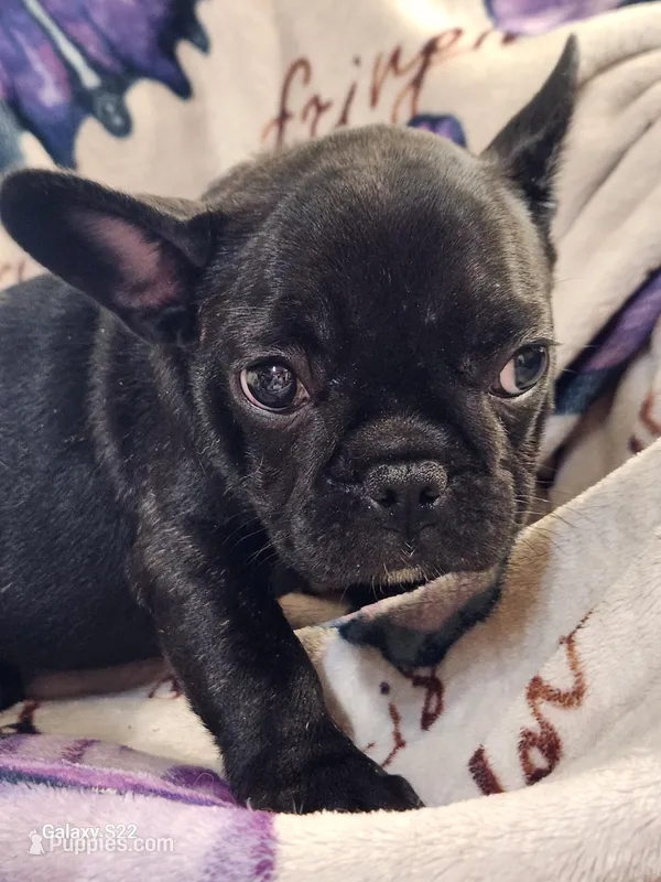 Piper – French Bulldog puppy for sale in Townsend, MT