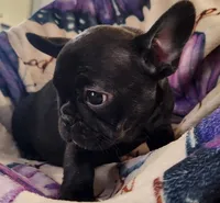 Piper, a female French Bulldog for sale in Townsend, MT – Photo 2 of 5