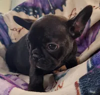 Piper, a female French Bulldog for sale in Townsend, MT – Photo 3 of 5