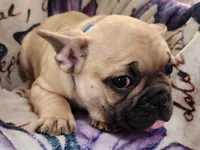 Thunder, a male French Bulldog for sale in Townsend, MT – Photo 5 of 6