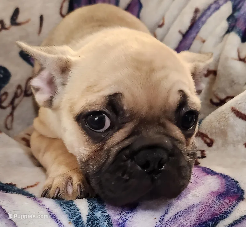 Thunder – French Bulldog puppy for sale in Townsend, MT