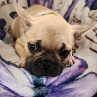 Thunder, a male French Bulldog for sale in Townsend, MT – Photo 2 of 6