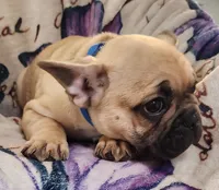 Thunder, a male French Bulldog for sale in Townsend, MT – Photo 4 of 6