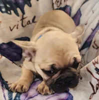 Thunder, a male French Bulldog for sale in Townsend, MT – Photo 6 of 6