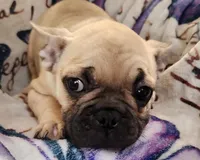 Thunder, a male French Bulldog for sale in Townsend, MT – Photo 3 of 6