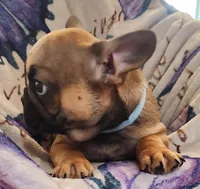 Monty, a male French Bulldog for sale in Townsend, MT – Photo 3 of 6