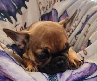 Monty, a male French Bulldog for sale in Townsend, MT – Photo 4 of 6